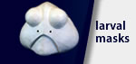 Larval Masks
